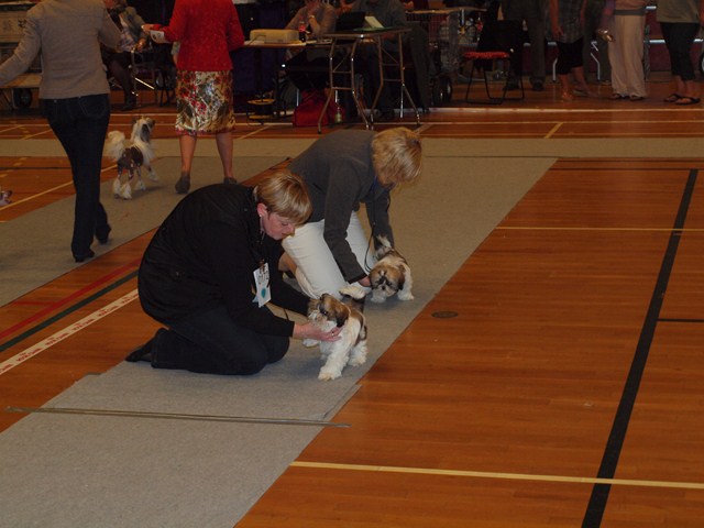 Shih Tzu Danmark